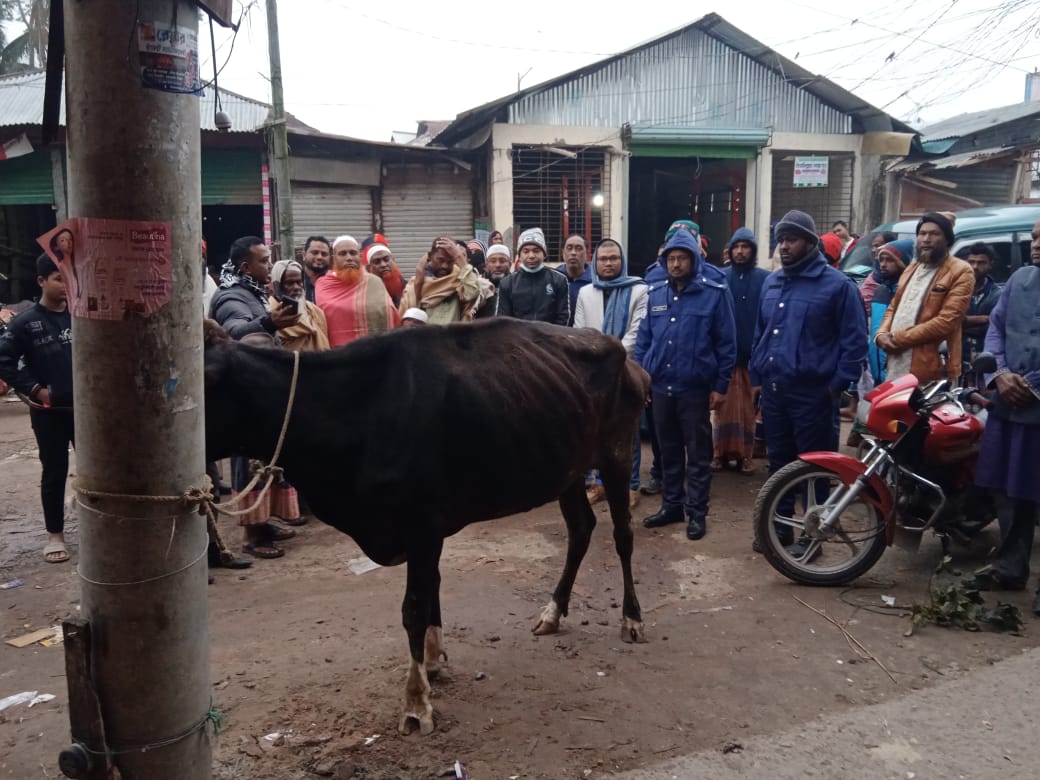 লালমোহনে রোগাক্রান্ত গরুর মাংস  বিক্রয়ের অভিযোগে দুই কসাইকে ২০ হাজার টাকা অর্থদণ্ড