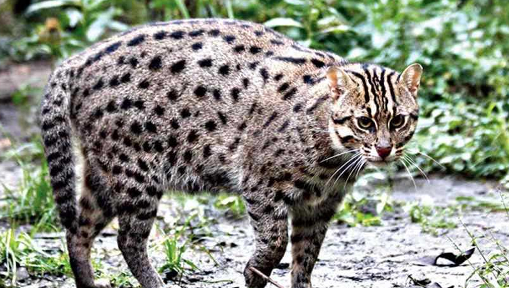 চরফ্যাশনে মেছো বিড়াল উদ্ধারের পর বনে অবমুক্ত