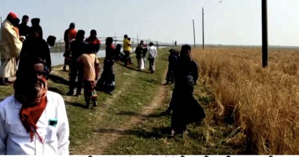 কৃষকের ধান কেটে নিলেন বিএনপি নেতা ও তার সহযোগীরা