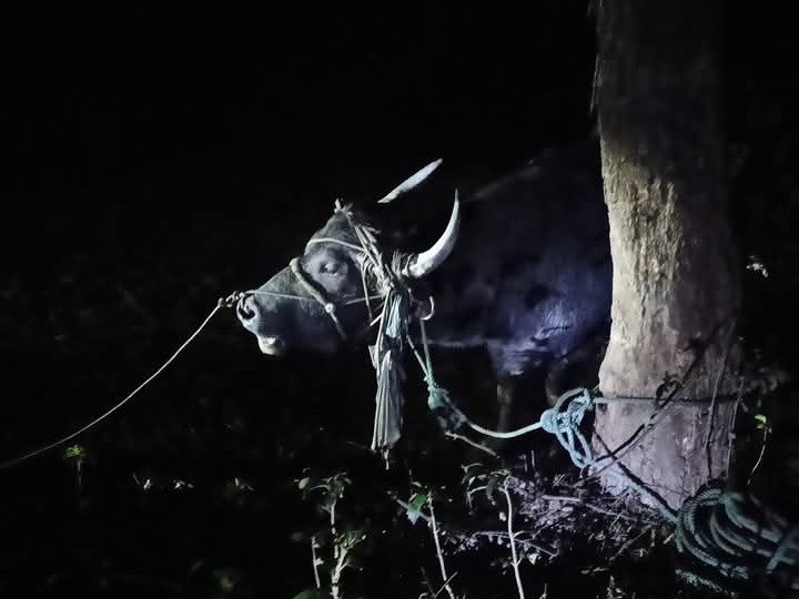 ভোলায় মহিষের শিংয়ের আঘাতে মালিকের মৃত্যু