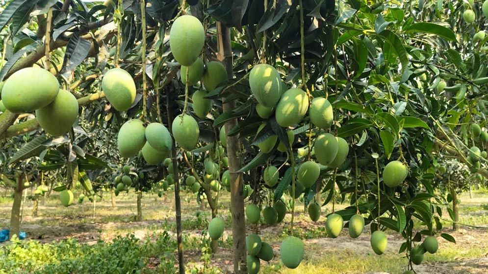 ২২ মে থেকে বাজারে মিলবে নওগাঁর আম