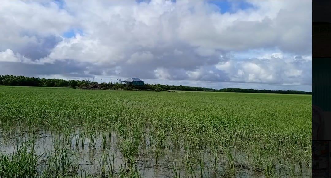 চরফ্যাশনে চর দখল করায় হামলা,সে ঘটনায় মামলার আসামির তালিকায় বিএনপি নেতারা
