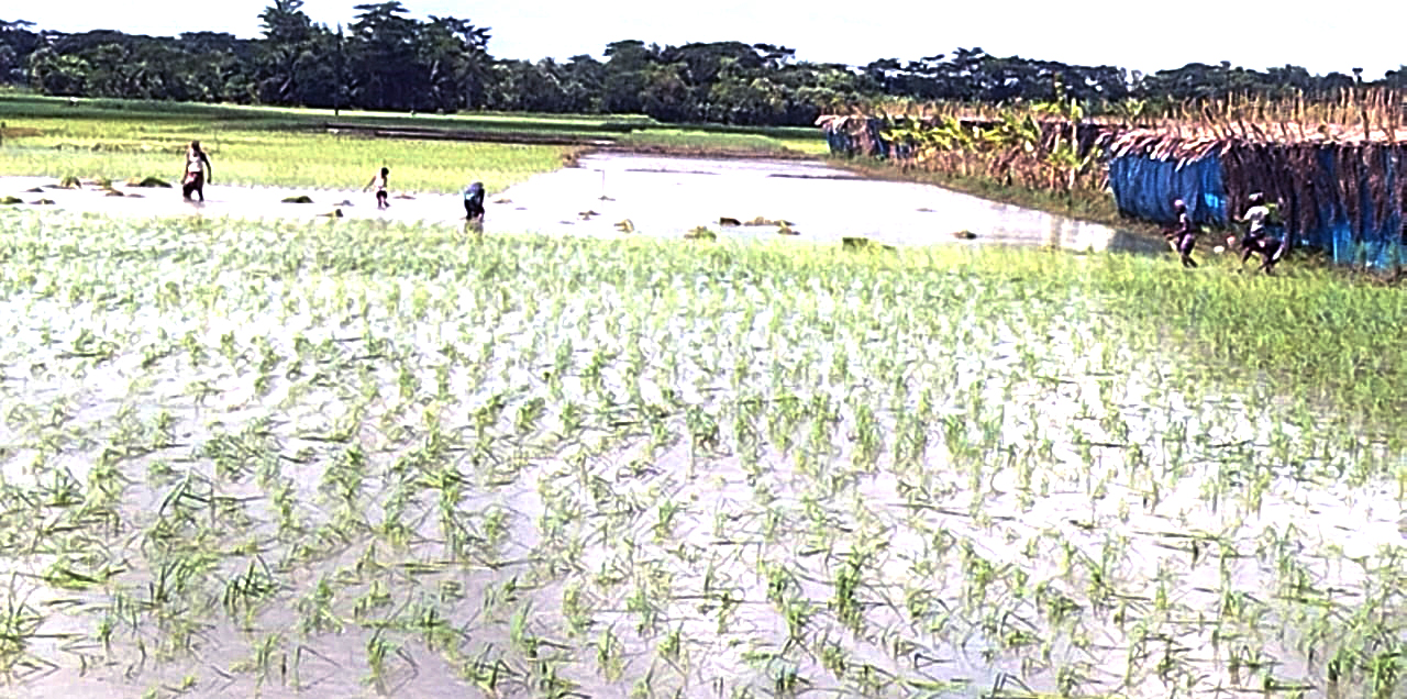 লালমোহনে অতিবৃষ্টির কারণে আমন আবাদে বিপাকে কৃষকরা