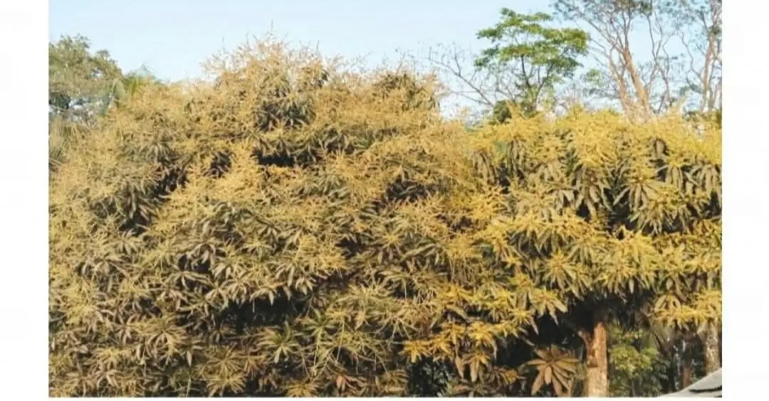 আমের মুকুলের মৌ মৌ গন্ধে মুখরিত বাউফলের জনপদ