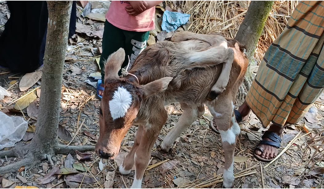 লালমোহনে ছয় পা বিশিষ্ট বিরল বাছুরের জন্ম
